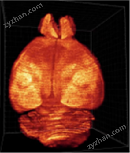 c-fosӋ��(sh��)�c����